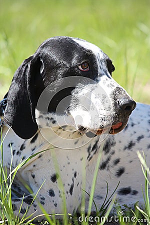 Black and white gun dog lying on the ground