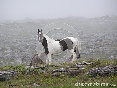 A black and white horse (piebald) on a misty Irish mountain.