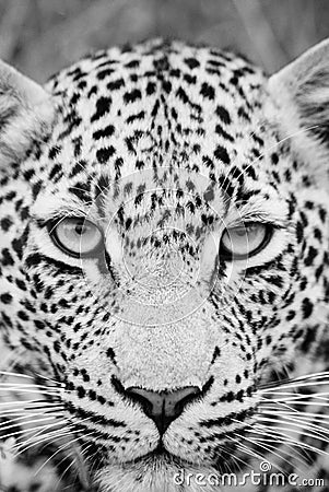 Black and White leopard