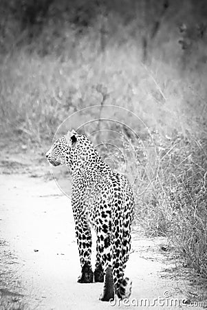 Black and White leopard
