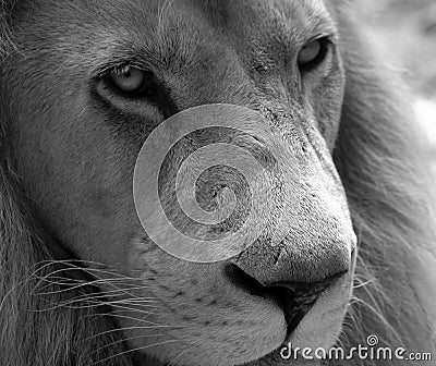 Black and white lion