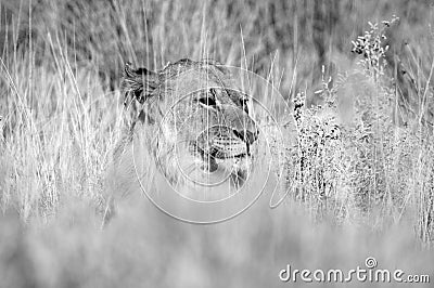 Black and white lion in the grass