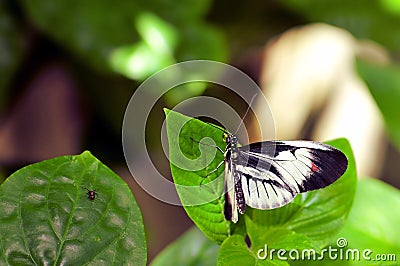 Black & white longwing piano key butterfly on leaf