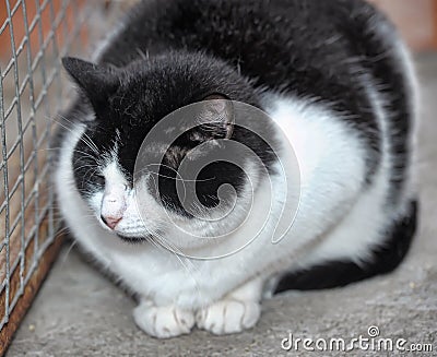 Black and white one-eyed cat