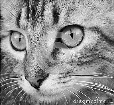 Black and white photo of a cat face close up