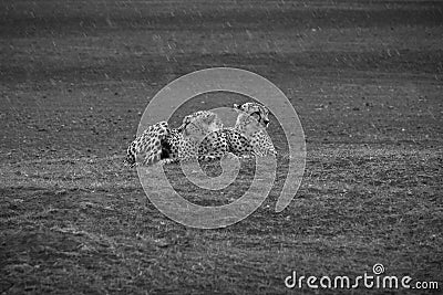 Black and white photo of Cheetahs in the rain