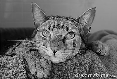 Black and white photo of a tabby cat