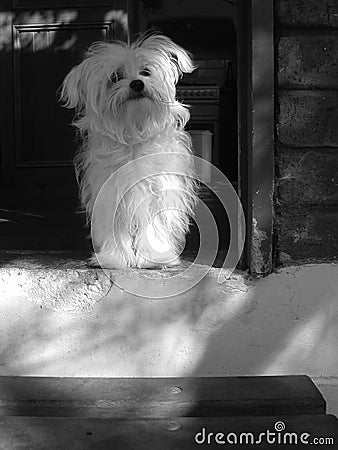 Black and white picture of a faithful dog waiting at home