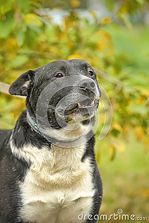 Black and white pit bull dog crossbreed