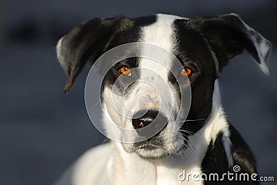 Black and White Pointer Dog