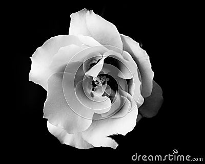 Black and White Rose