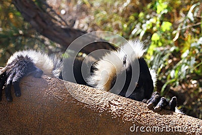 The black and white ruffed lemur