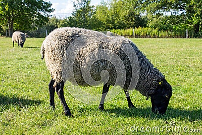 Black white sheep eating grass in green field