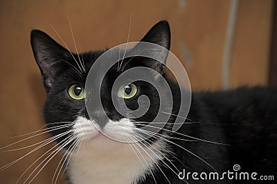 Black and white shorthair cat portrait