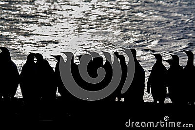 Black and white silhouette of king penguins with ocean background