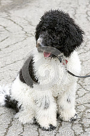 Black and White Standard Poodle Puppy