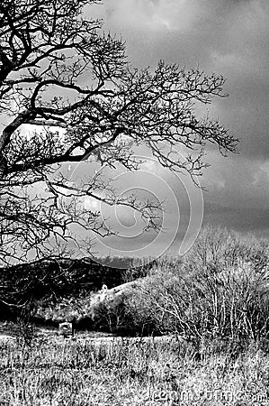 Black and white tree