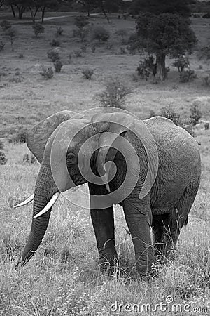 Black and white of a Young male elephant