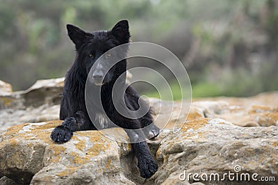 Black wolf dog
