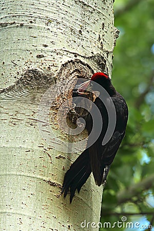 Black woodpecker bird