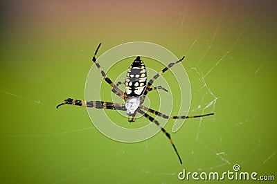 Black and yellow garden spider