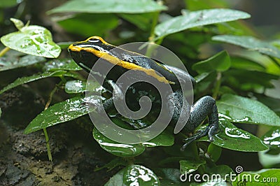 Black and yellow poisonous frog