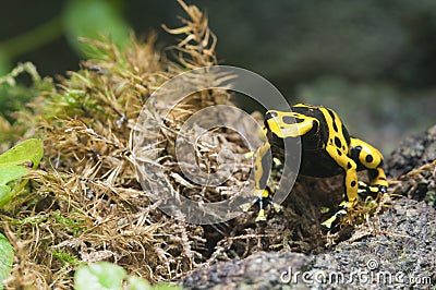 Black and yellow tropical poisonous frog