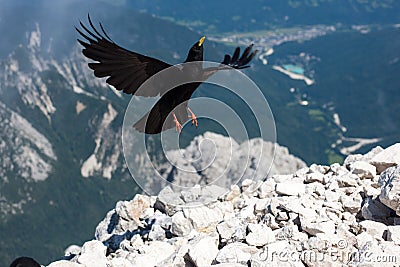 Blackbird flying