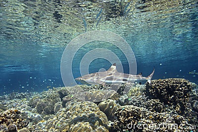 Blacktip Reef Shark