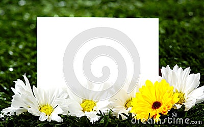Blank note card with daisies