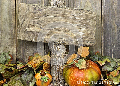 Blank weathered wood sign with autumn border of leaves and pumpkins