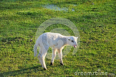 Bleating lamb on the meadow
