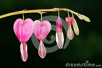 Bleeding heart flower