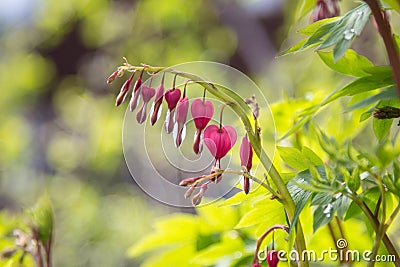 Bleeding Heart Flower