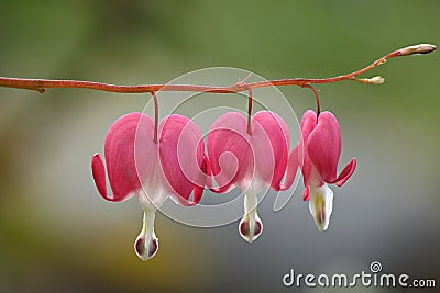 Bleeding heart flower - dicentra spectabilis