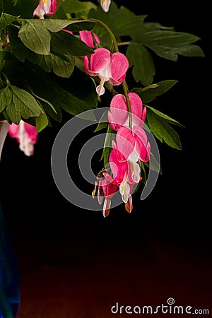 Bleeding hearts