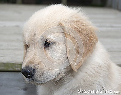 Blonde golden retriever puppy