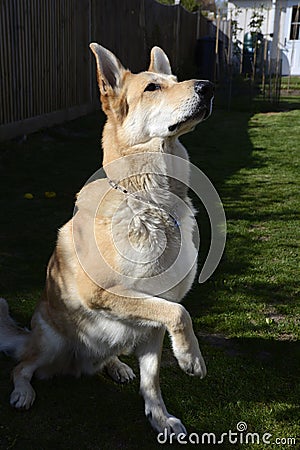 Blonde German Shepherd Dog