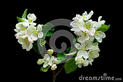 Blooming apple tree branch on a black background