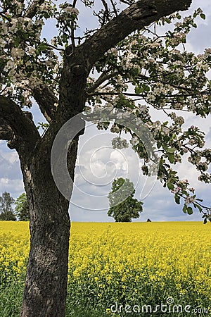 Blooming apple-tree and field of rape