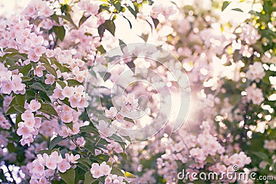 Blooming apple tree with sun flare