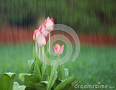Blooming Flowers in Springtime Rain