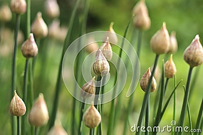 Blooming green shoots of onions