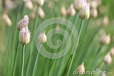 Blooming green stems onions