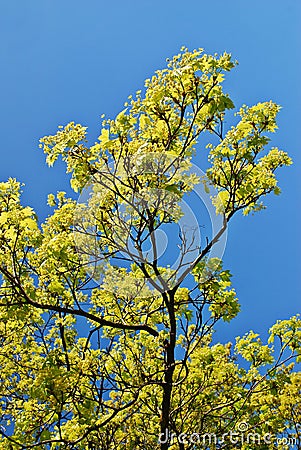 maple tree in early blooming maple tree twig in early stock photo image 40294194 maple tree in early blooming maple tree twig in early stock photo image 40294194