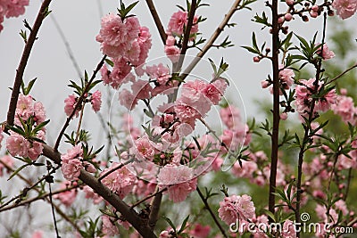 Blooming pink blossoms in early spring