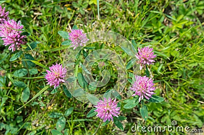 Blooming Red Clover seen from above