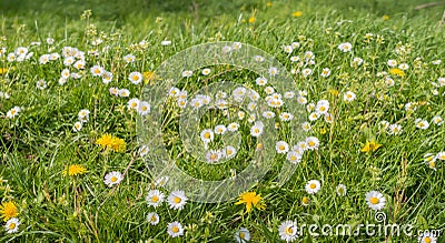 Blooming wildflowers in a meadow