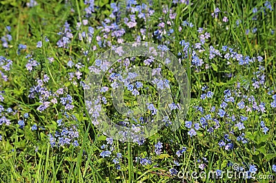 Blossoming field herbs with small flowers