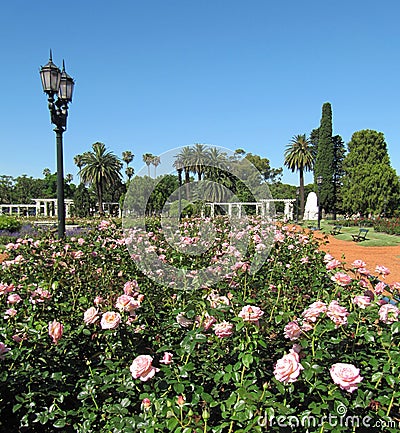 Blossoming garden of roses in Buenos Aires. Argentina.